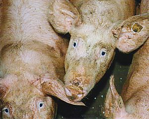 Tierfreunde-Recherchen in einer Schweinemast enthüllten katastrophale Haltungsbedingungen