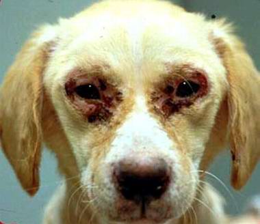 Brillenbildung bei einem Leishmaniose infiziertem Hund